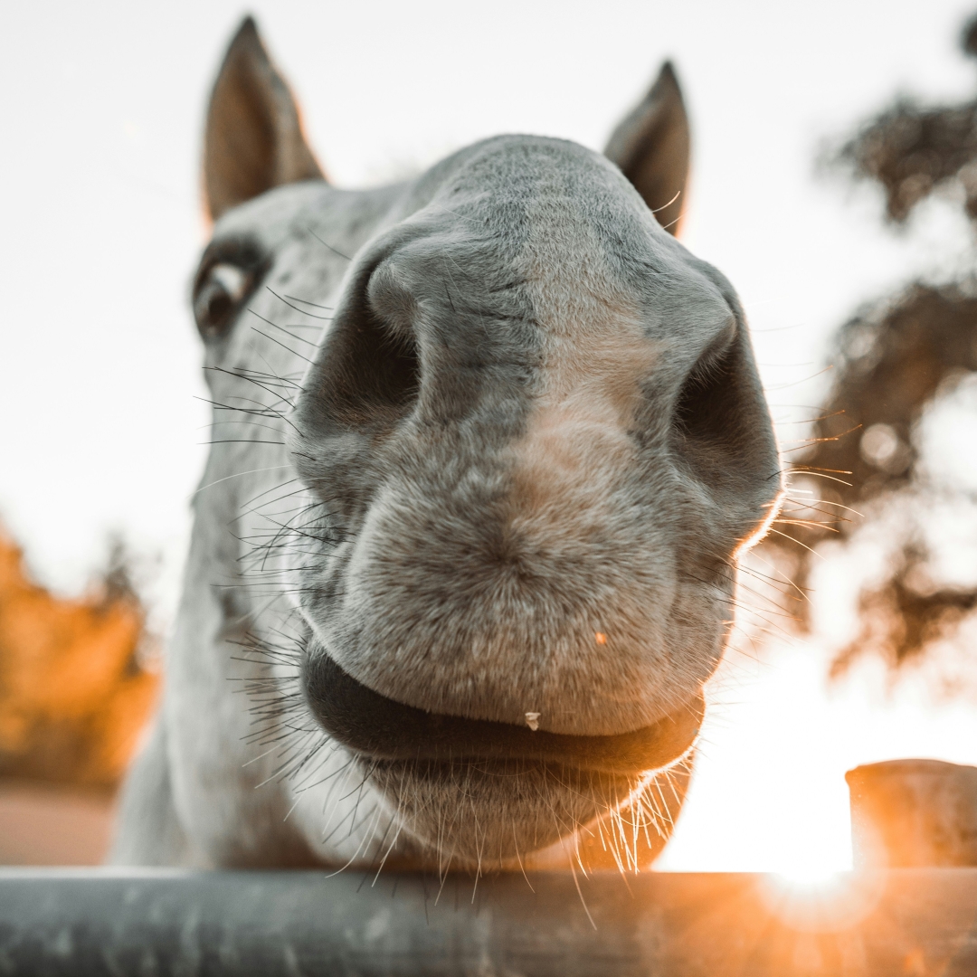 Mash pre kone - zdravé krmivo, ktoré podporí regeneráciu aj trávenie